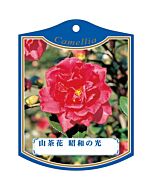サザンカ ショウワノヒカリ K 園芸用ラベル【105mm×80mm】100枚入