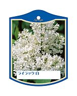 ライラック シロ K 園芸用ラベル【105mm×80mm】100枚入