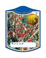 サンシュユ K 園芸用ラベル【105mm×80mm】100枚入
