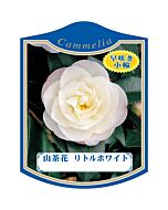 サザンカ リトルホワイト K 園芸用ラベル【105mm×80mm】100枚入