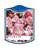 ハナカイドウ K 園芸用ラベル【105mm×80mm】100枚入