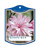 ヒメコブシ ピンク K 園芸用ラベル【105mm×80mm】100枚入
