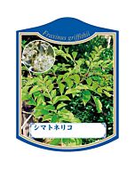 シマトネリコ K 園芸用ラベル【105mm×80mm】100枚入