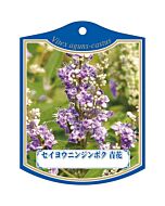 セイヨウ ニンジンボク アオ K 園芸用ラベル【105mm×80mm】100枚入