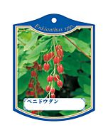 ベニ ドウダン K 園芸用ラベル【105mm×80mm】100枚入