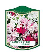 クルメツツジ トコナツ（サキワケ）K 園芸用ラベル【105mm×80mm】100枚入