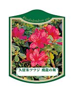 クルメツツジ ヒリュウノマイ K 園芸用ラベル【105mm×80mm】100枚入