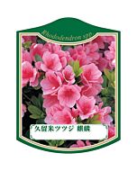 クルメツツジ キリン K 園芸用ラベル【105mm×80mm】100枚入