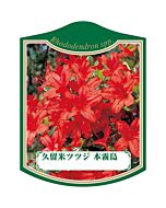 クルメツツジ ホンキリシマ K 園芸用ラベル【105mm×80mm】100枚入
