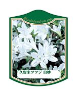 クルメツツジ シロタエ K 園芸用ラベル【105mm×80mm】100枚入