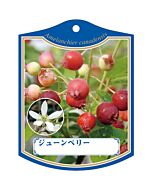 ジュンベリー K 園芸用ラベル【105mm×80mm】100枚入