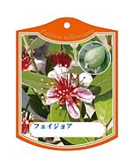 フェイジョア K 園芸用ラベル【105mm×80mm】100枚入