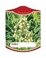 シロナンテン K 園芸用ラベル【105mm×80mm】100枚入