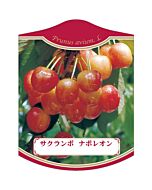 サクランボ ナポレオン K 園芸用ラベル【105mm×80mm】100枚入
