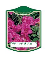 ヒラドツツジ ムラサキ ヤエ K 園芸用ラベル【105mm×80mm】100枚入