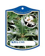 オニヒイラギ K 園芸用ラベル【105mm×80mm】100枚入