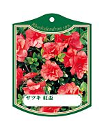 サツキ ベニハイ K 園芸用ラベル【105mm×80mm】100枚入