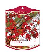 ヤマモミジ K 園芸用ラベル【105mm×80mm】100枚入
