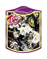 ウンリュウバイ ツリサゲ K 園芸用ラベル【105mm×80mm】100枚入