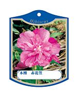 ムクゲアカハナガサ K 園芸用ラベル【105mm×80mm】100枚入