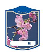サクラ B K 園芸用ラベル【105mm×80mm】100枚入