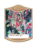 イチイ（オンコ・アララギ） K 園芸用ラベル【105mm×80mm】100枚入