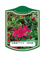 クルメツツジ ヒノデ K 園芸用ラベル【105mm×80mm】100枚入