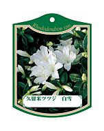 クルメツツジ シラユキ 園芸用ラベル【105mm×80mm】100枚入