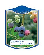 ブルーベリー ティフブルー K 園芸用ラベル【105mm×80mm】100枚入