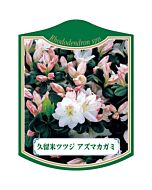 クルメツツジ アズマカガミ K 園芸用ラベル【105mm×80mm】100枚入