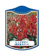 レッドロビン（セイヨウベニカナK 園芸用ラベル【105mm×80mm】100枚入