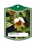 オガタマノキ K 園芸用ラベル【105mm×80mm】100枚入