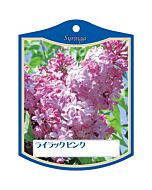 ライラック ピンク K 園芸用ラベル【105mm×80mm】100枚入