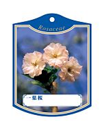 イチヨウザクラ K 園芸用ラベル【105mm×80mm】100枚入