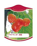 サクランボ ナンヨウ K 園芸用ラベル【105mm×80mm】100枚入