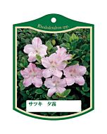 サツキ ユウギリ K 園芸用ラベル【105mm×80mm】100枚入