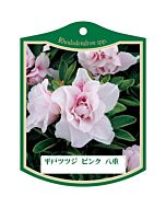 ヒラドツツジピンクヤエ K 園芸用ラベル【105mm×80mm】100枚入