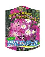 ノボタン リトルエンジェル K 園芸用ラベル【105mm×80mm】100枚入