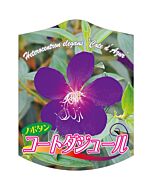ノボタン コートダジュール K 園芸用ラベル【105mm×80mm】100枚入