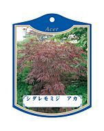 シダレモミジ アカ K 園芸用ラベル【105mm×80mm】100枚入