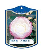 サザンカ ヤマトフジ2004 K 園芸用ラベル【105mm×80mm】100枚入