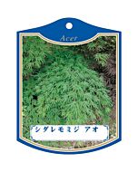 シダレモミジ アオ K 園芸用ラベル【105mm×80mm】100枚入