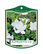 リュウキュウツツジ シロ K 園芸用ラベル【105mm×80mm】100枚入