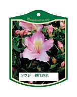 ツツジ ミヨノサカエ K 園芸用ラベル【105mm×80mm】100枚入