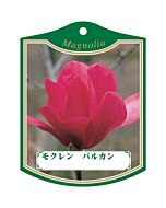 モクレン バルカン K 園芸用ラベル【105mm×80mm】100枚入