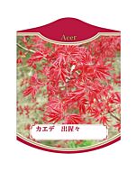 カエデデショウジョウ 2004K 園芸用ラベル【105mm×80mm】100枚入