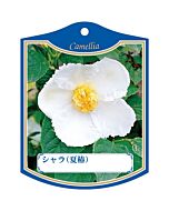 シャラ（ナツツバキ）シロ K 園芸用ラベル【105mm×80mm】100枚入