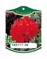 クルメツツジ タイヨウ 2005 K 園芸用ラベル【105mm×80mm】100枚入