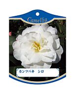 カンツバキ シロ K 園芸用ラベル【105mm×80mm】100枚入