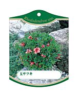 タマサツキ K 園芸用ラベル【105mm×80mm】100枚入